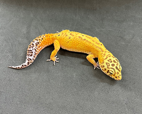 ヒョウモントカゲモドキ　クラウンG