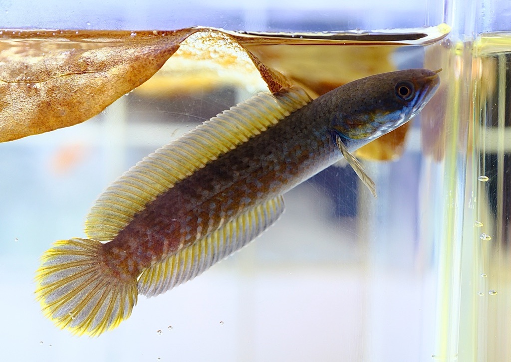 激レア　クローズ　ボビングヘッド　SNAKE スネーク　長崎　検)坊屋春道 激レア クローズ ボビングヘッド SNAKE スネーク 長崎 検)坊屋春