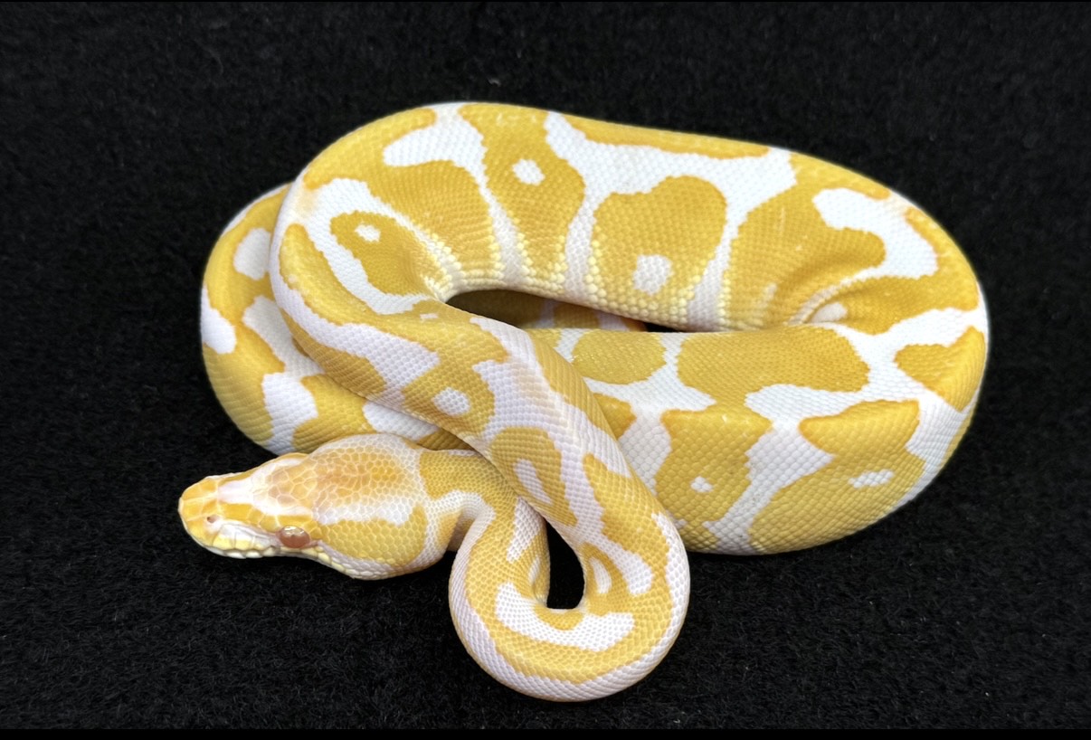 価格の安いボールパイソン♂【アルビノ】 / アクア＆ペット かねだい