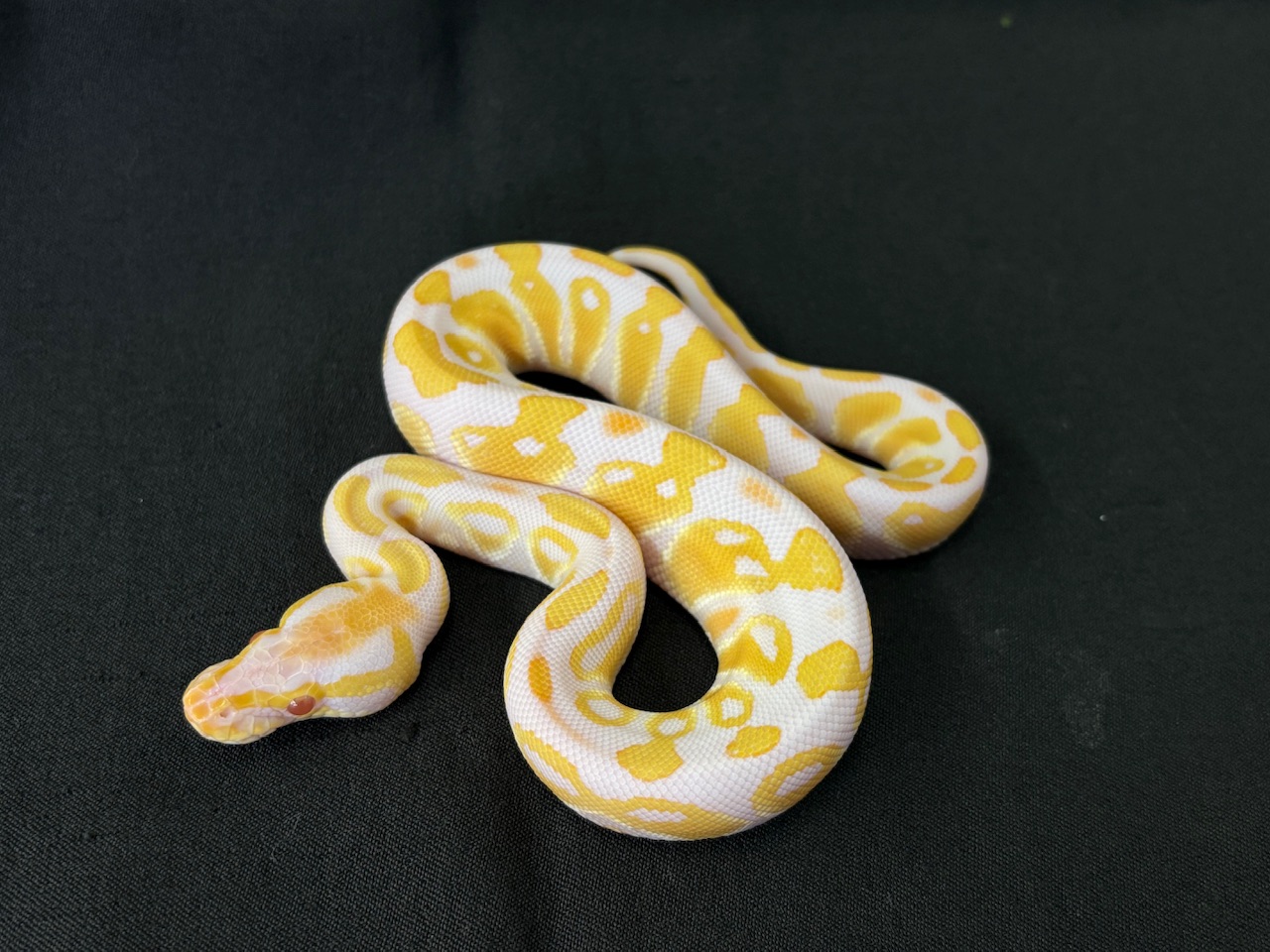 価格の安いUSACB ボールパイソン アルビノ オス / アクア＆ペット かねだい