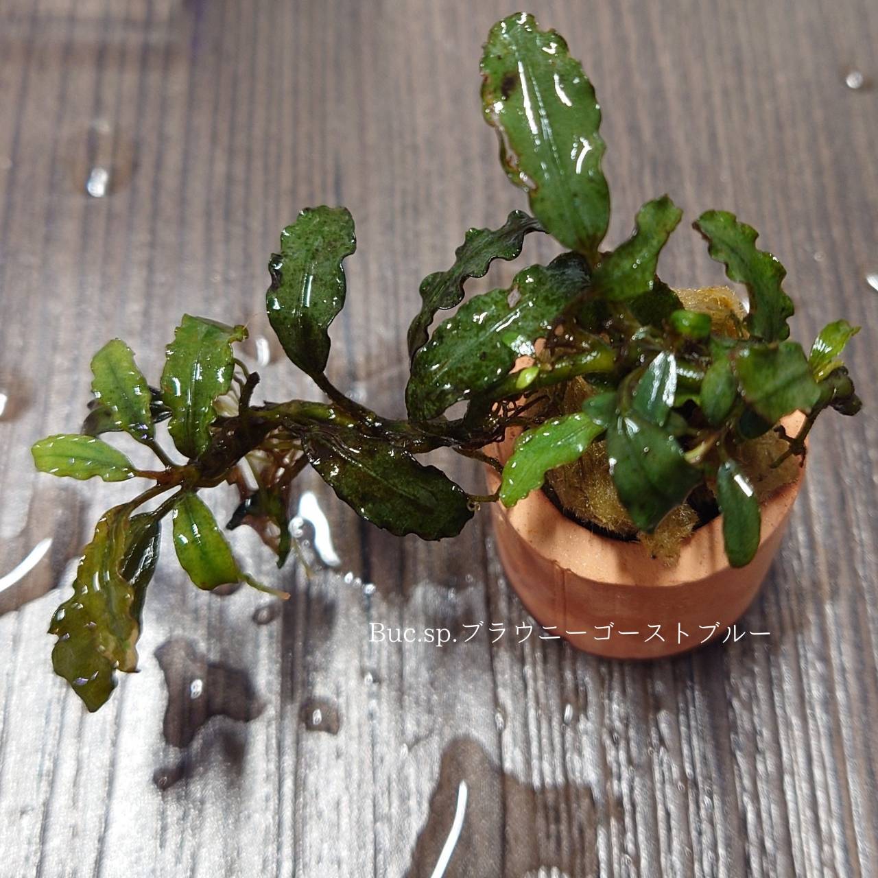 価格の安いブセファランドラsp.ブラウニーゴーストブルー / アクア