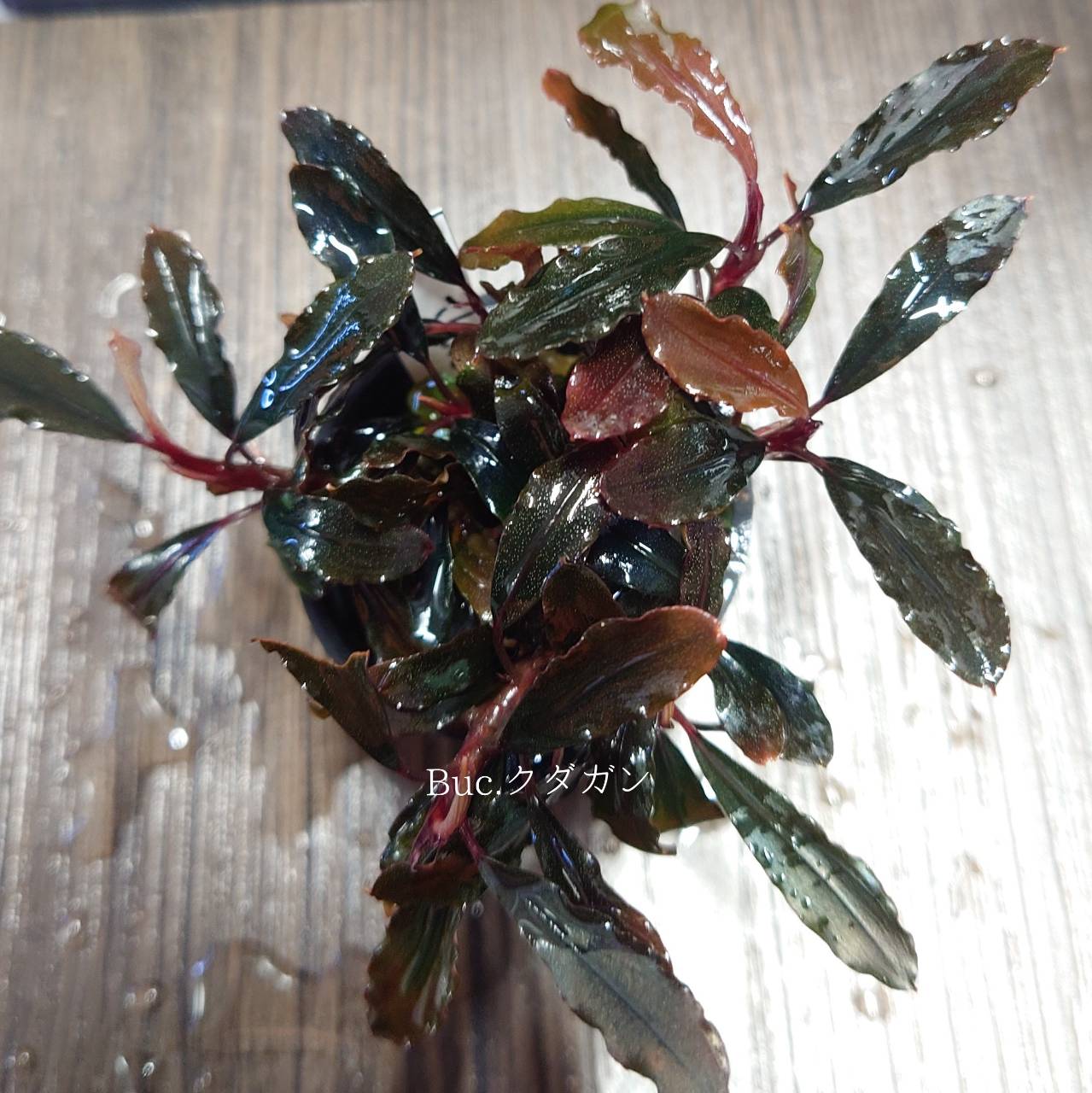 ブセファランドラsp.クダガン 特大10株 【kurokuma】ブセファランドラ