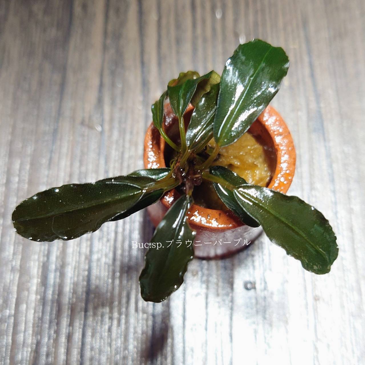 価格の安いブセファランドラsp.ブラウニーパープル / アクア＆ペット