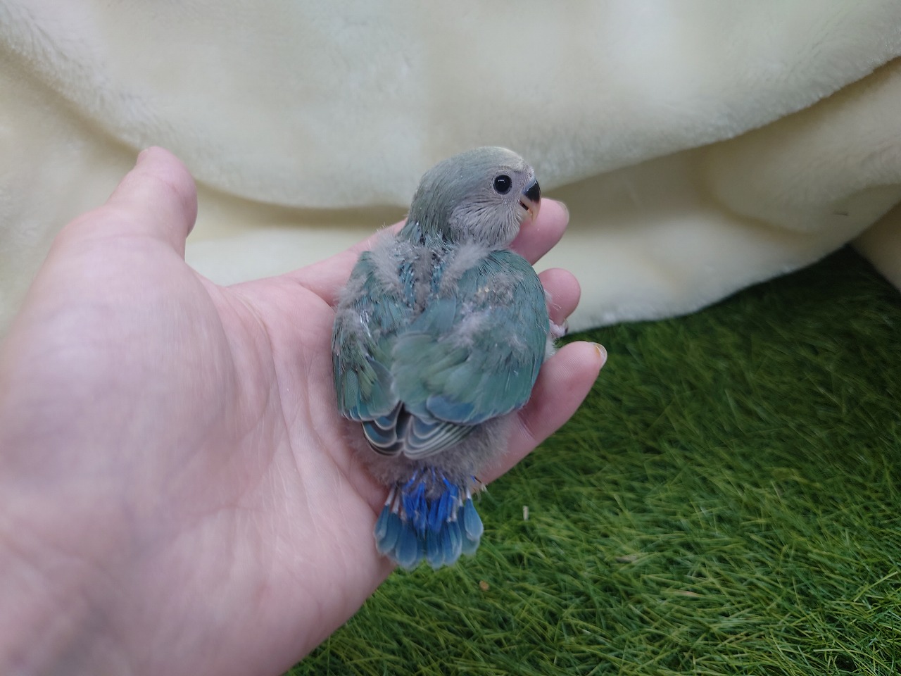 価格の安いコザクラインコ シーグリーン 11月生まれ / アクア＆ペット