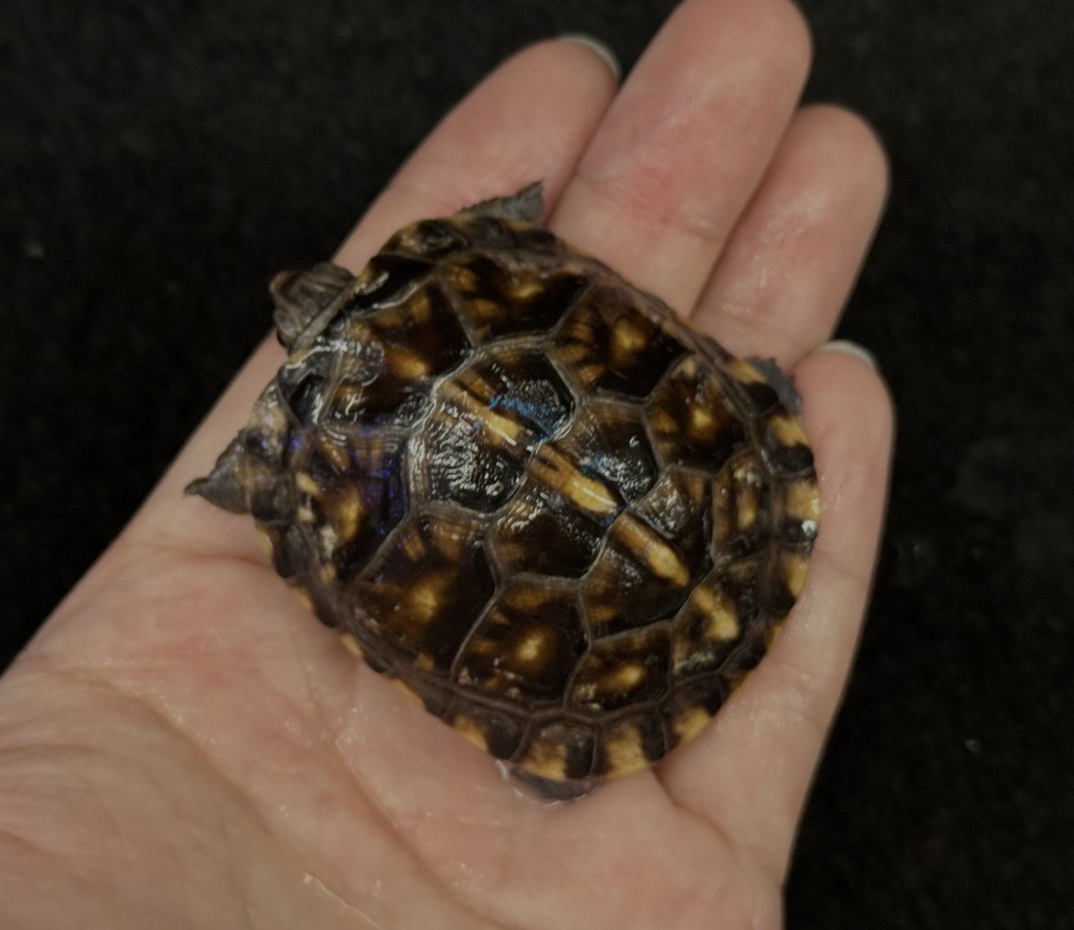 ガルフコーストハコガメ