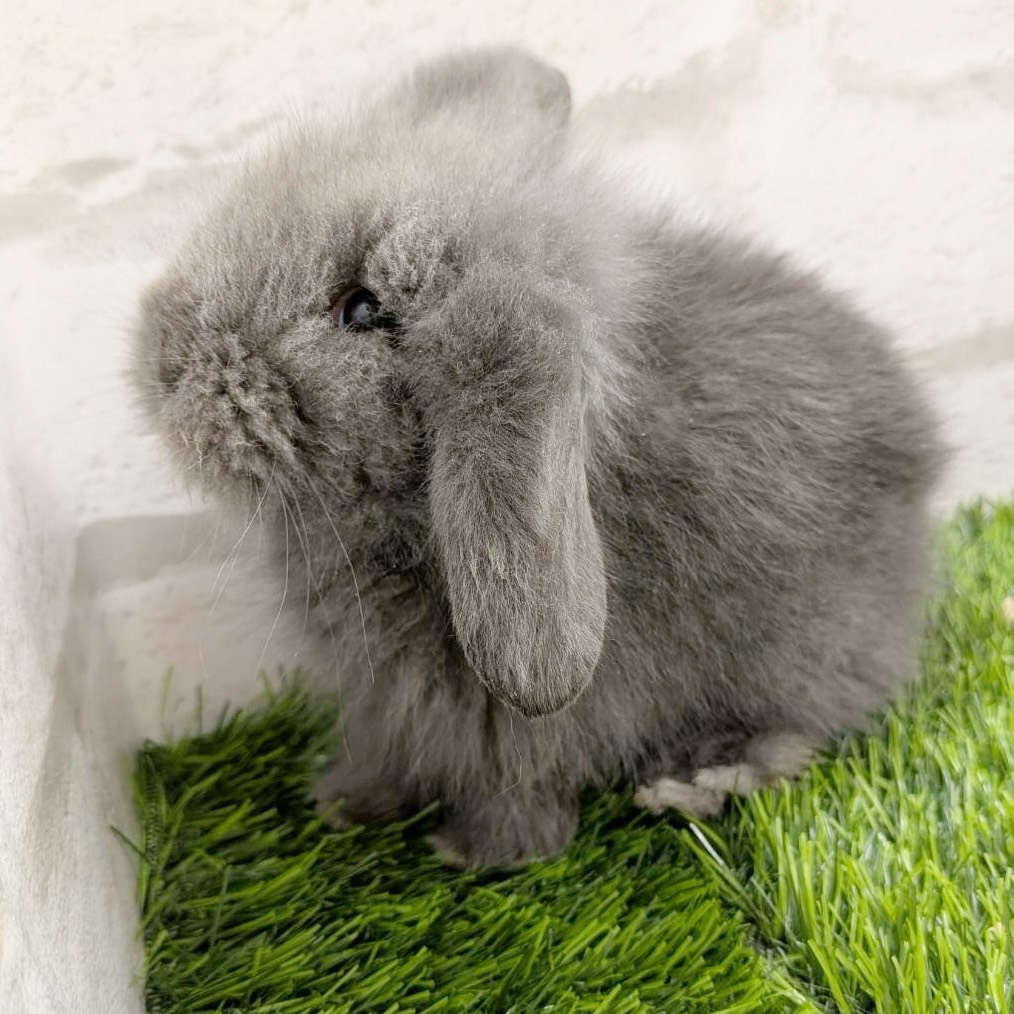 価格の安いタイニーロップイヤーラビット✨♂ / アクア＆ペット かねだい