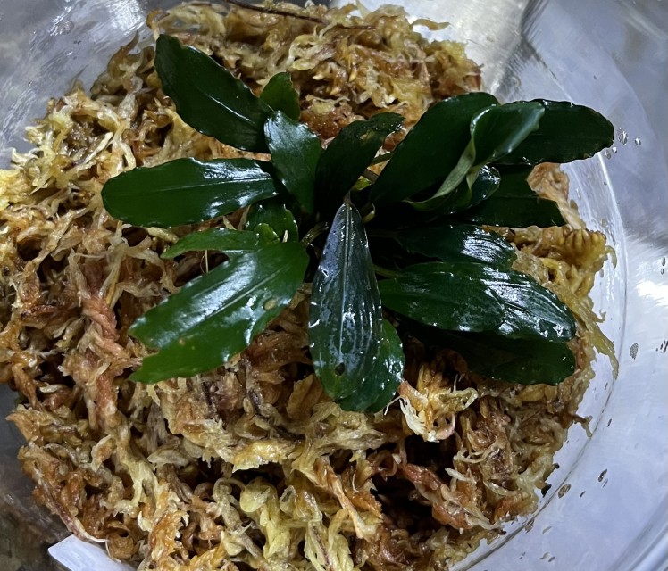 価格の安いブセファランドラSP クリアブルー / アクア＆ペット かねだい