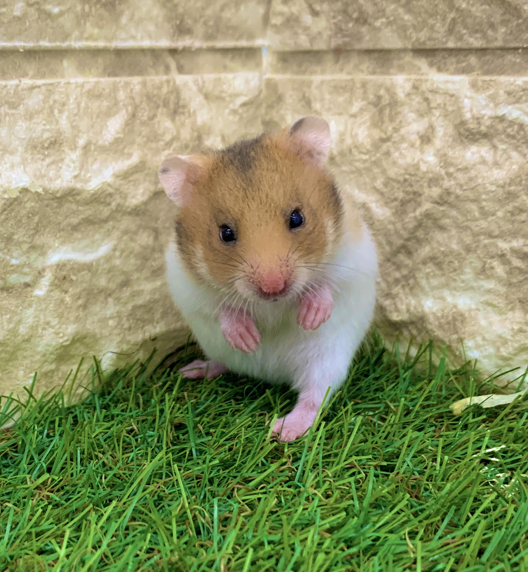 ゴールデンハムスター 価格の安いゴールデンハムスター※複数匹いますので画像はイメージ