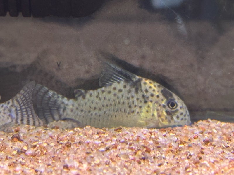 価格の安いコリドラス sp. ロンドニア8 / アクア＆ペット かねだい