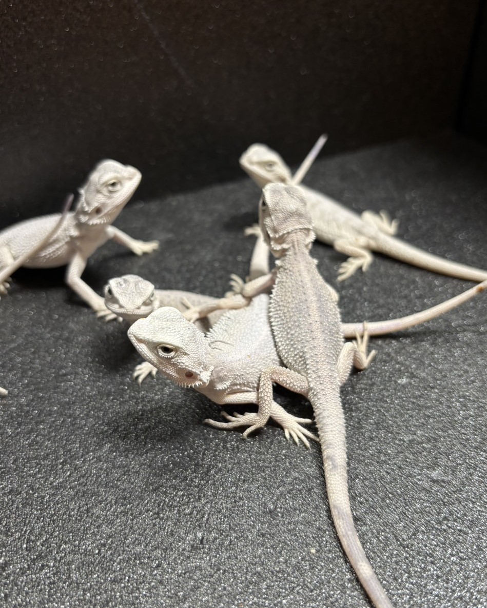 フトアゴヒゲトカゲ・ZERO 価格の安いフトアゴヒゲトカゲ ゼロ / アクア＆ペット かねだい