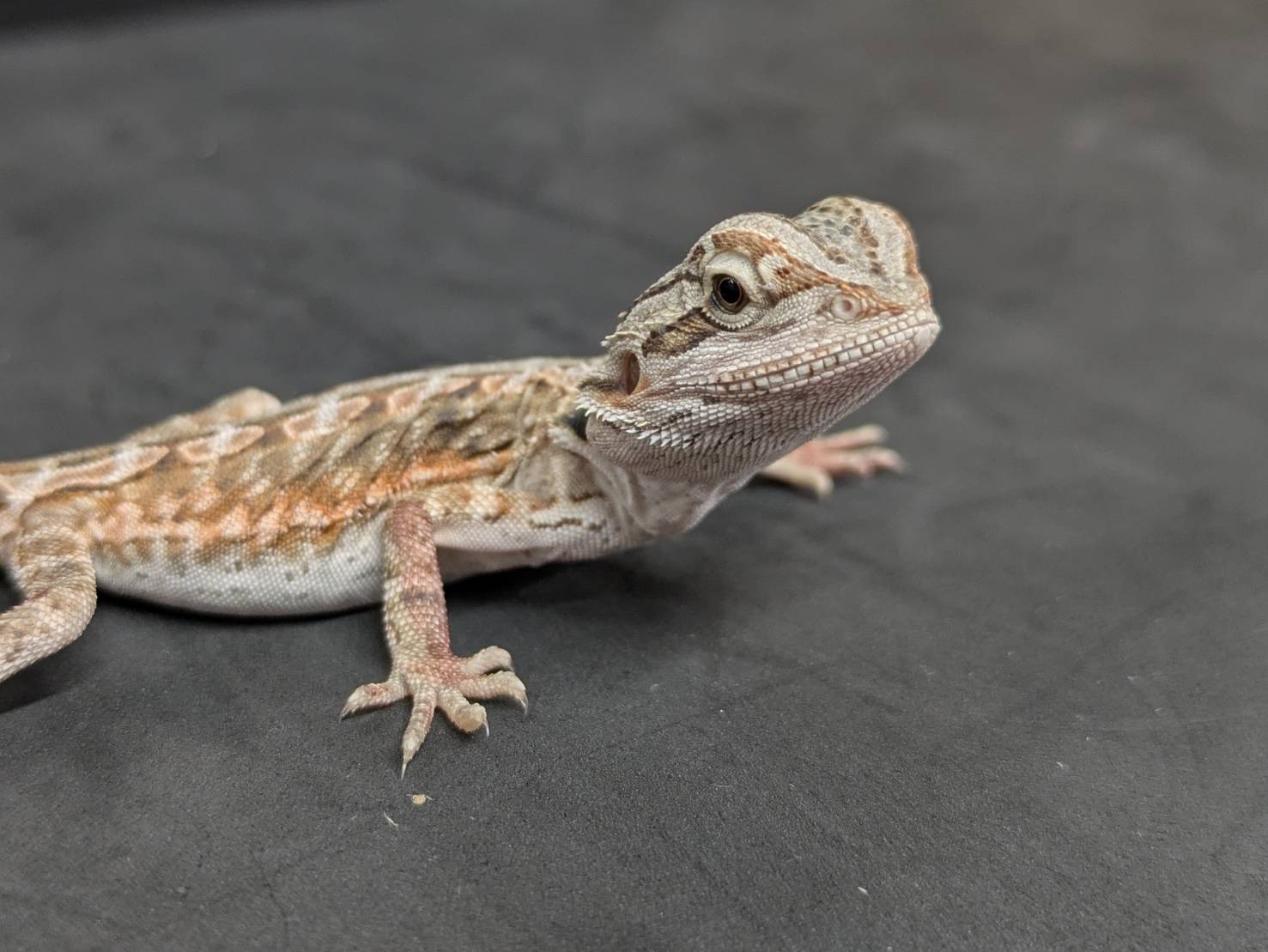 価格の安いフトアゴヒゲトカゲ ハイポhet.ゼロ ※複数匹います / アクア