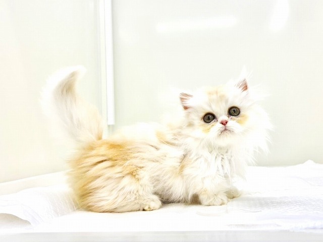 ミヌエット♂短足にゃんこです♪　激カワ動画ＵＰ☆