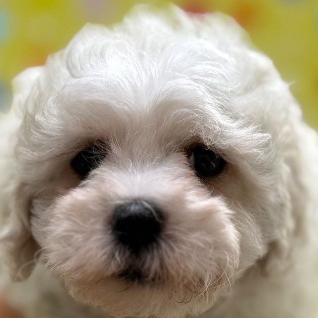 価格の安いビションフリーゼ♂ / ペットショップ【かねだい】