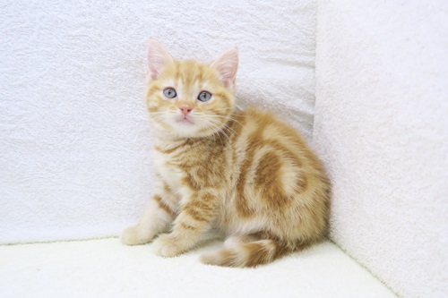 アメリカンショートヘアー♀