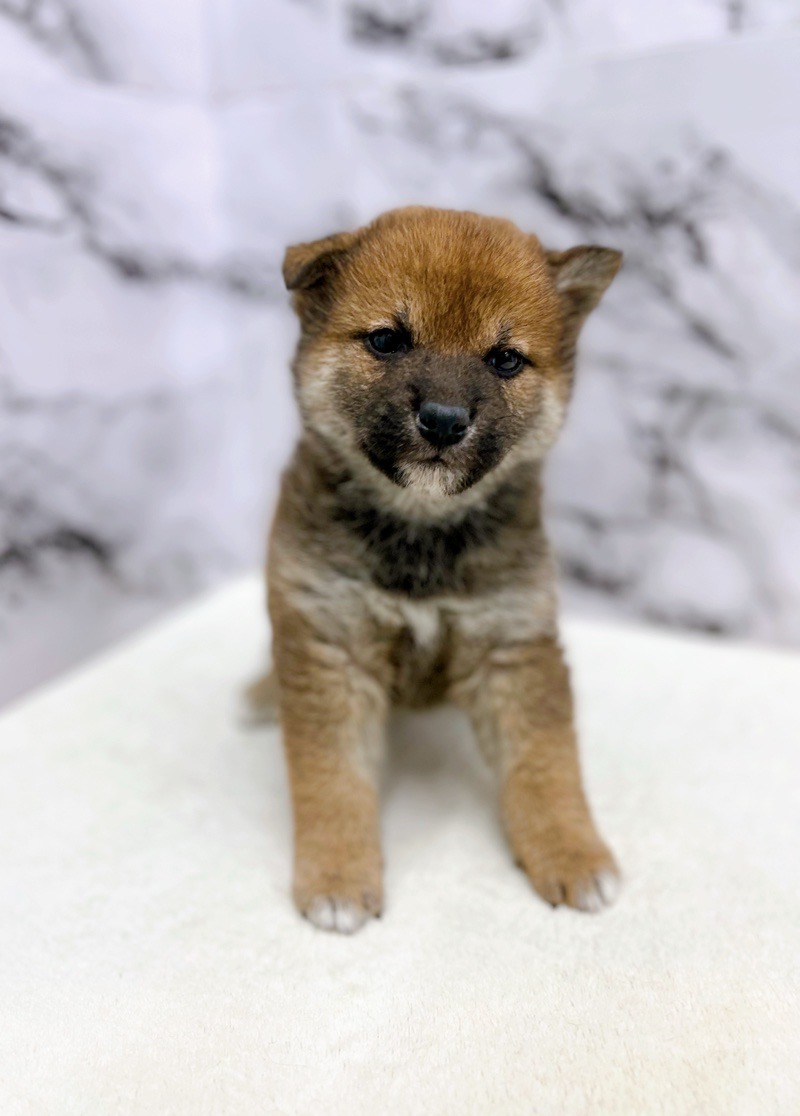 神奈川県の柴犬(標準サイズ) (かねだい東戸塚店/2024年11月9日生まれ/男の子/赤)の子犬