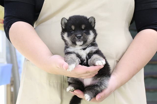 埼玉県の柴犬(標準サイズ) (かねだい草加店/2024年11月9日生まれ/女の子/黒)の子犬