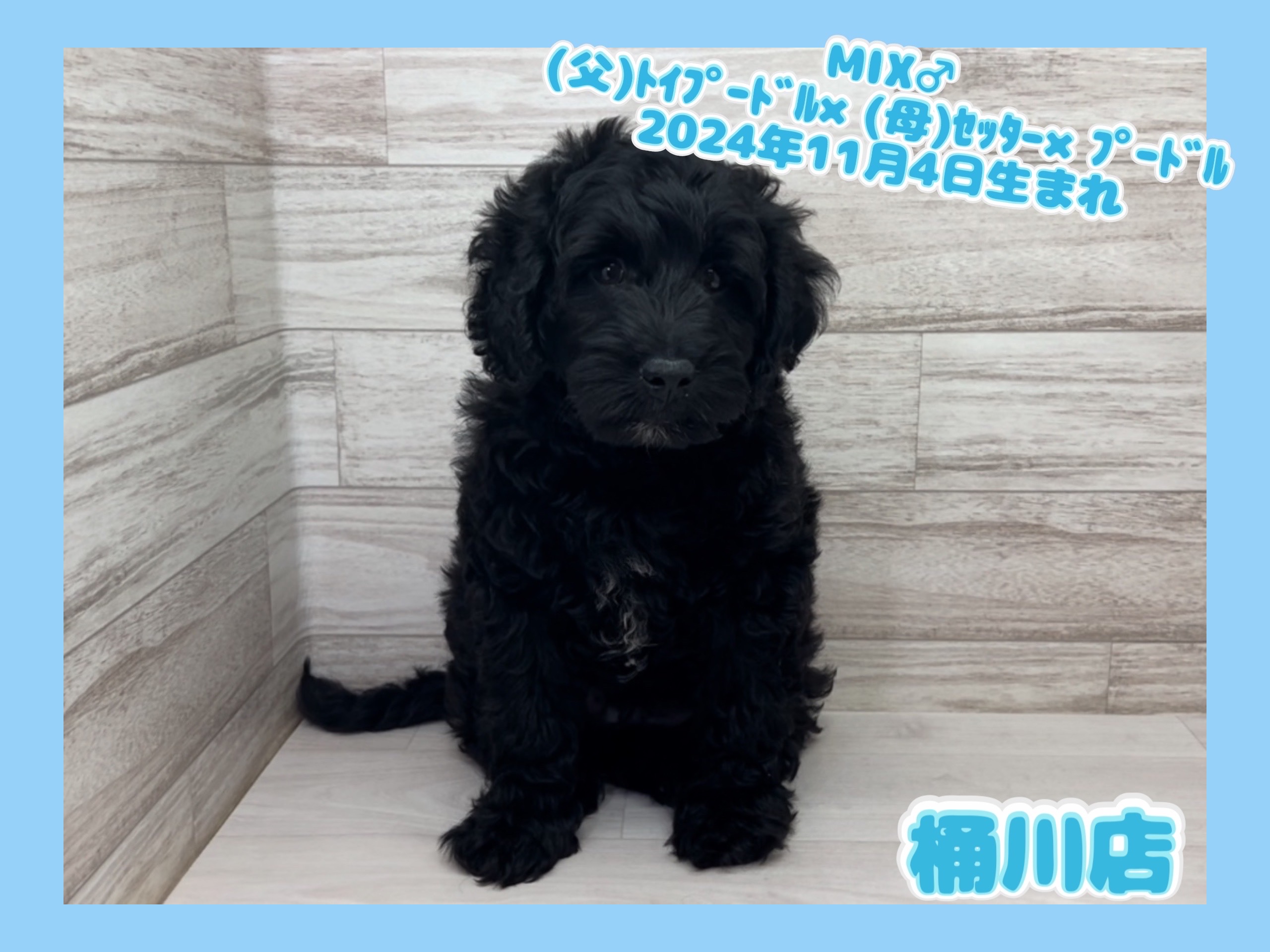 埼玉県のハーフ犬・ミックス犬 (かねだい桶川店/2024年11月4日生まれ/男の子/その他色)の子犬