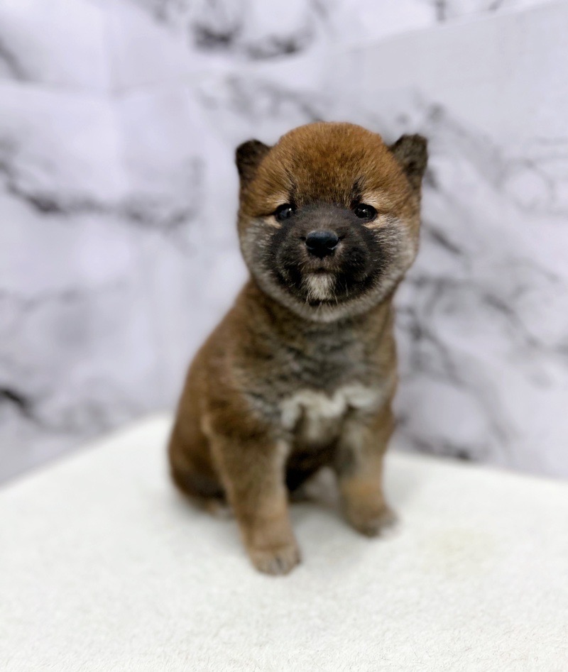 神奈川県の豆柴 (かねだい東戸塚店/2024年11月8日生まれ/男の子/赤)の子犬