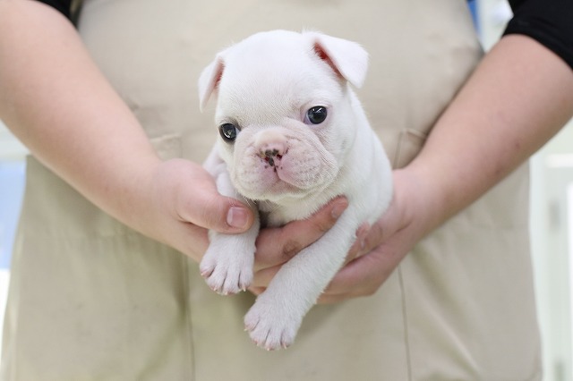 埼玉県のフレンチブルドッグ (かねだい草加店/2024年11月12日生まれ/男の子/クリーム)の子犬