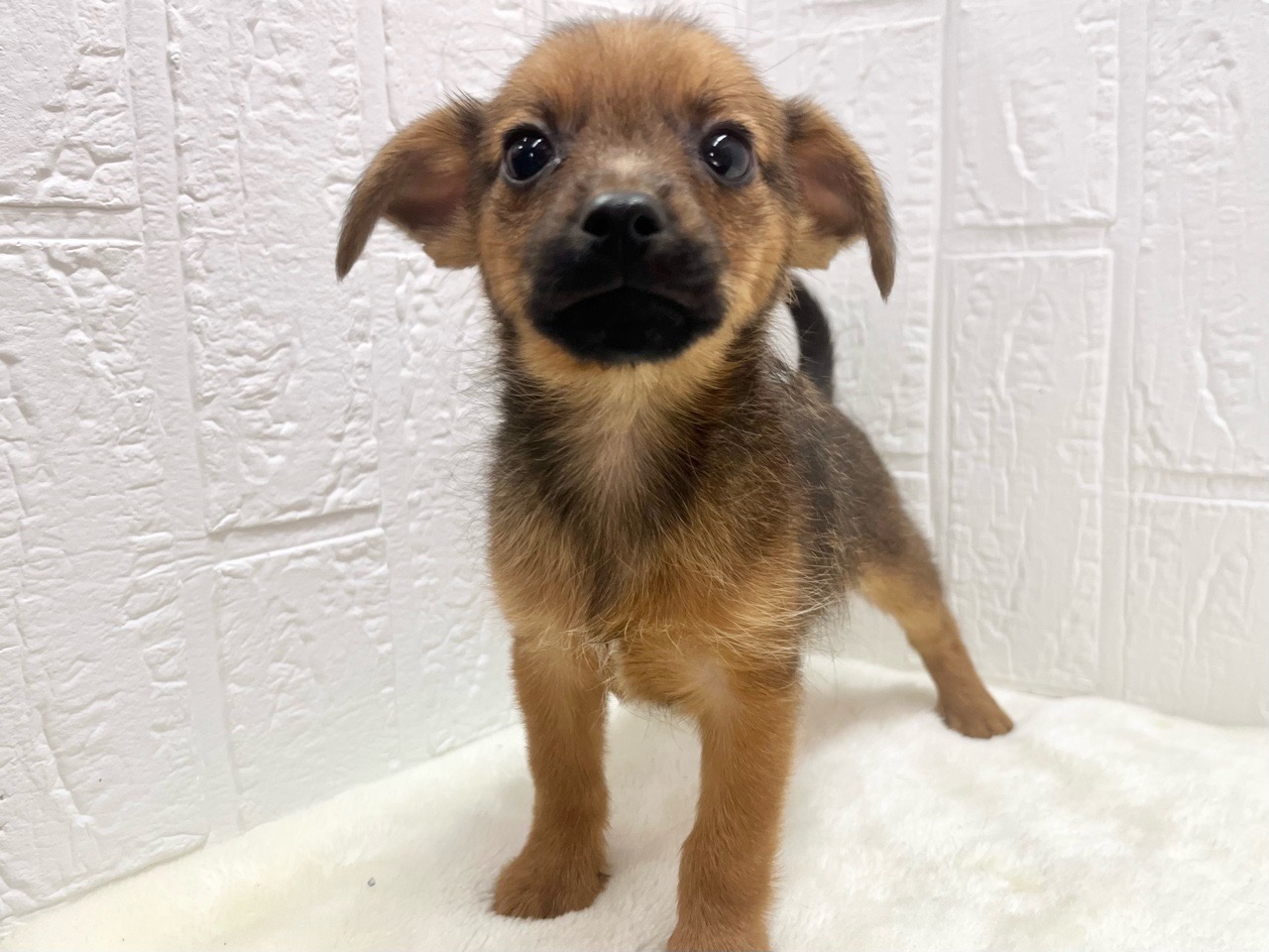 東京都のハーフ犬・ミックス犬 (かねだい青梅店/2024年10月19日生まれ/男の子/フォーン)の子犬