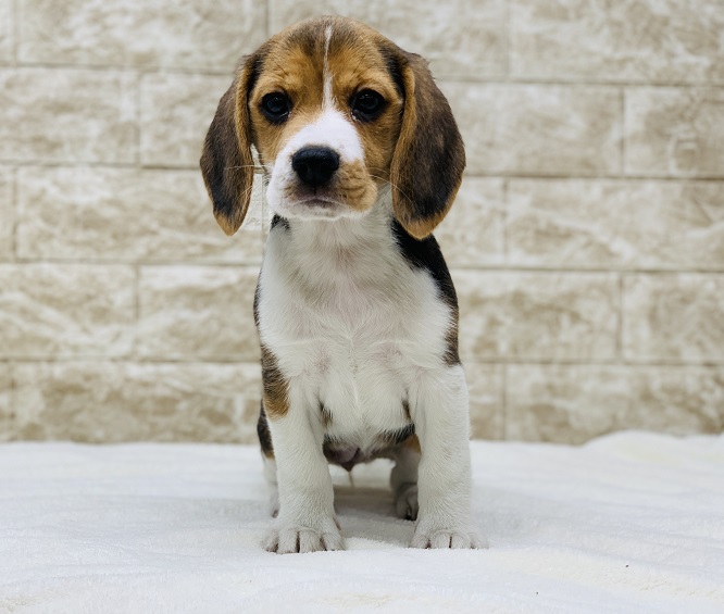 神奈川県のビーグル (かねだい伊勢原店/2024年11月11日生まれ/女の子/トライカラー)の子犬