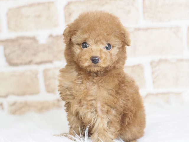 送料込み♡トイプードルちゃん。 価格の安いトイプードル♂（戸田店）入舎時 470gのミニミニちゃんです