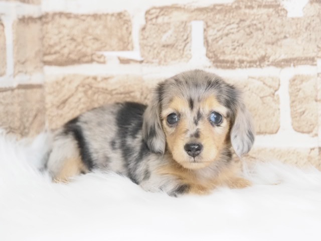 価格の安いミニチュアダックス♀（戸田店）入舎時 700gのミニミニ