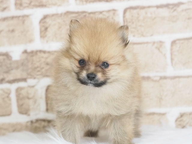 価格の安いポメラニアン♀（戸田店）入舎時 520gのミニミニちゃんです