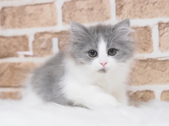 ミヌエット♂（戸田店）