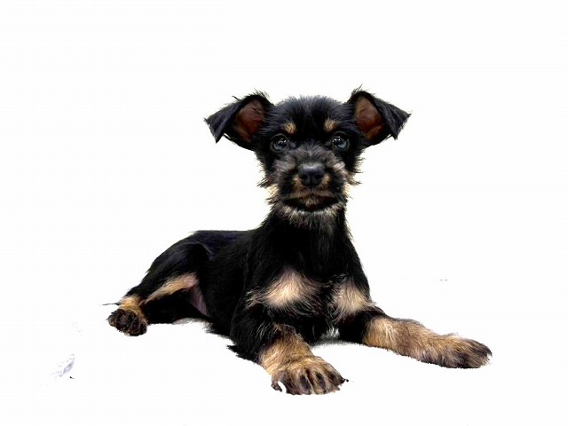 MIX犬（父：ミニチュアピンシャー　母：ミニチュアシュナウザー）♀　激カワ動画ＵＰ☆