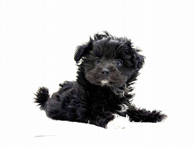 MIX犬（父：マルチーズ　母：トイプードル）♀　激カワ動画ＵＰ☆