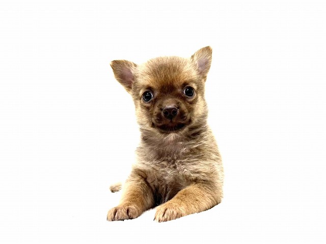 MIX犬（父：ポメラニアン　母：ヨークシャーテリア）♂ 激カワ動画ＵＰ☆