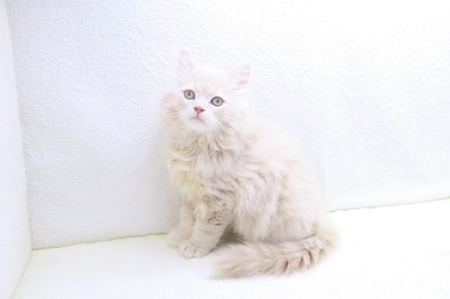 ミヌエット♂ ※足長