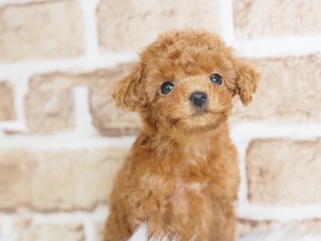 埼玉県のトイプードル(トイ) (かねだい戸田店/2024年11月16日生まれ/男の子/レッド)の子犬