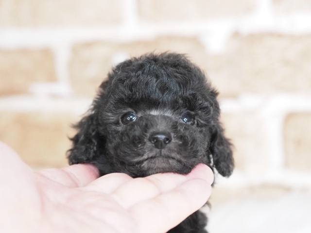 埼玉県のトイプードル(トイ) (かねだい戸田店/2024年11月15日生まれ/男の子/シルバー)の子犬