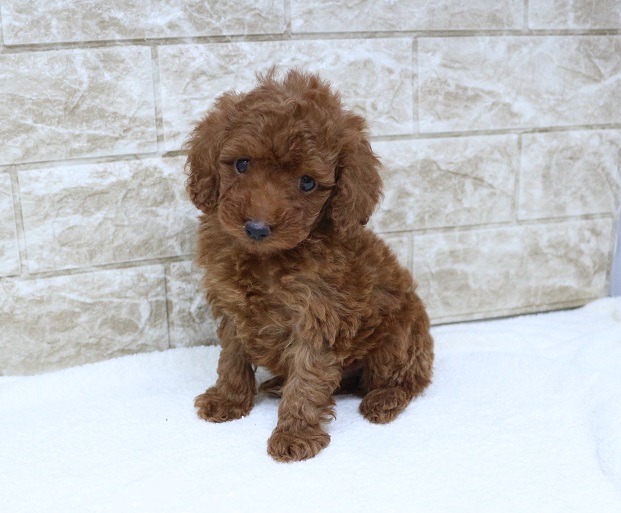 神奈川県のトイプードル(トイ) (かねだい伊勢原店/2024年11月17日生まれ/男の子/レッド)の子犬