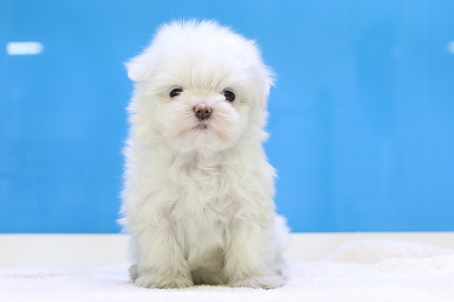 埼玉県のマルチーズ (かねだい草加店/2024年11月14日生まれ/女の子/ホワイト)の子犬