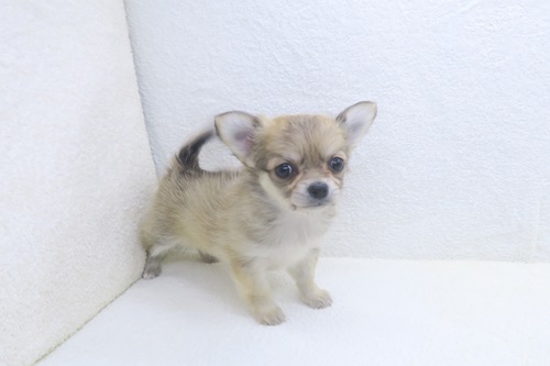 チワワ（ロング）♀