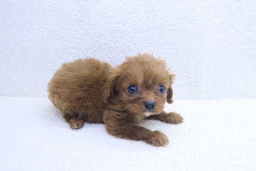 MIX(父：キャバリア×母：MIX(父：キャバリア×母：トイプードル))♂