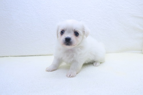 MIX(父：マルチーズ×母：ペキニーズ)♀