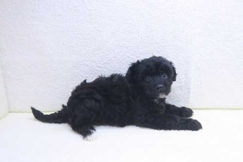 MIX(父：トイプードル×母：シーズー)♀