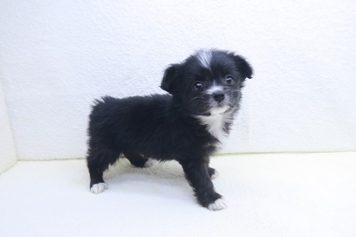 MIX(父：チワワ（スムース）×母：トイプードル)♀