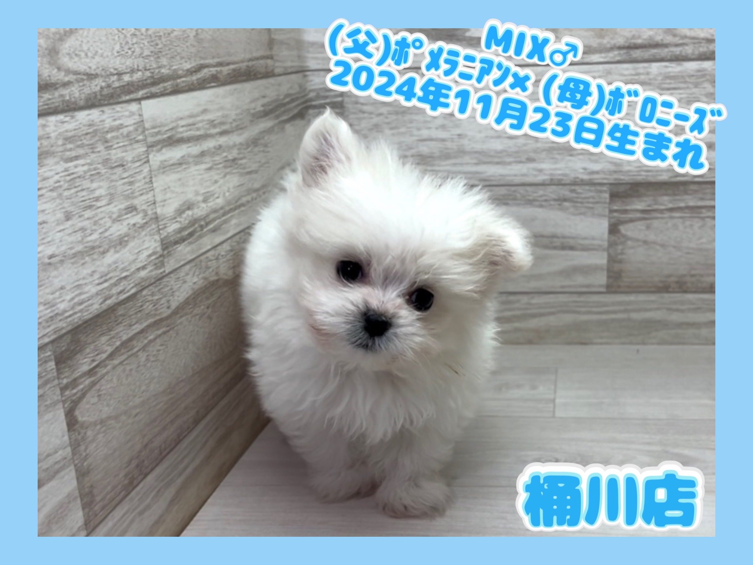 埼玉県のハーフ犬・ミックス犬 (かねだい桶川店/2024年11月23日生まれ/男の子/その他色)の子犬