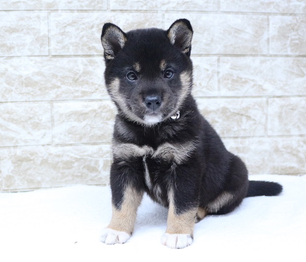 神奈川県の柴犬(標準サイズ) (かねだい伊勢原店/2024年11月23日生まれ/男の子/黒)の子犬