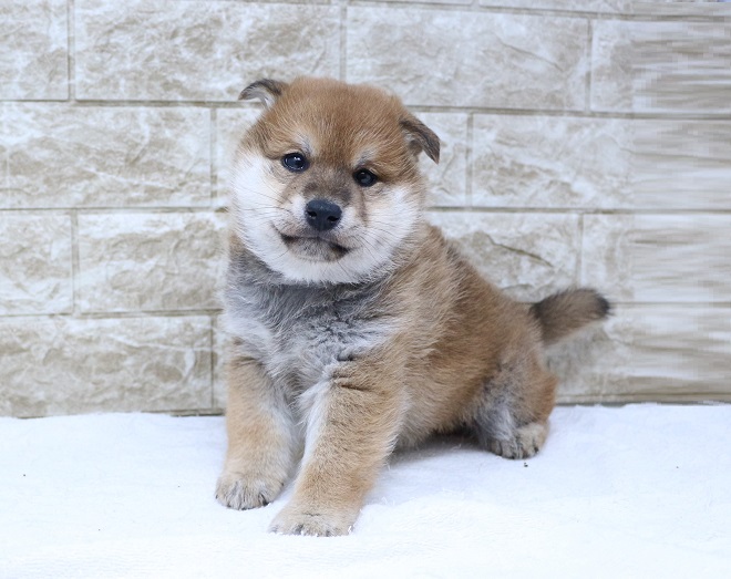 神奈川県の柴犬(標準サイズ) (かねだい伊勢原店/2024年11月22日生まれ/男の子/赤)の子犬