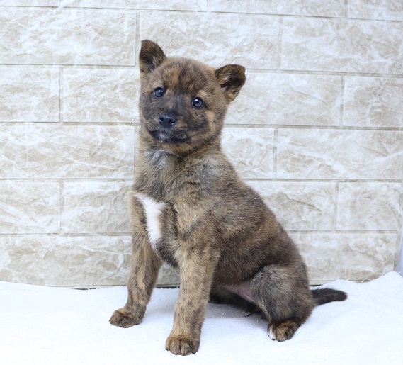 神奈川県の甲斐犬 (かねだい伊勢原店/2024年11月24日生まれ/女の子/赤虎)の子犬