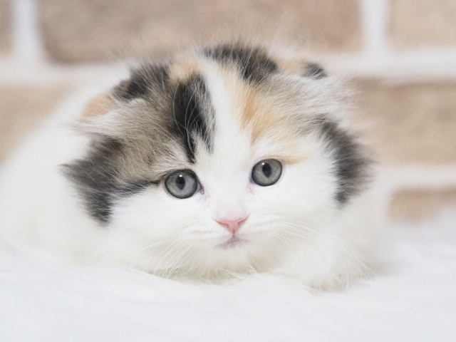 スコティッシュフォールド♀（戸田店）