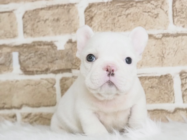 ゆき♥️  フレンチブルドッグ 確認画面♥️ 価格の安いフレンチブルドッグ♂（戸田店） / ペットショップ【かねだい】