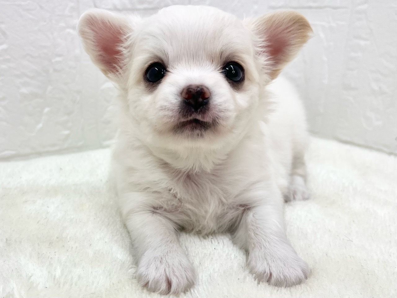 東京都のチワワ(ロング) (かねだい青梅店/2024年11月26日生まれ/男の子/クリーム)の子犬