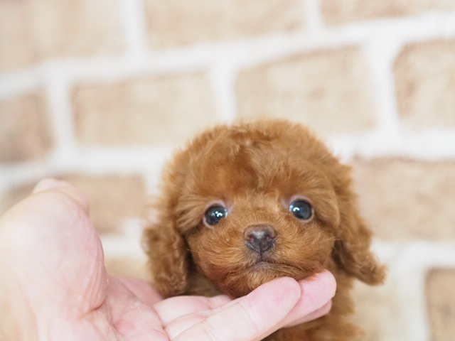 価格の安いトイプードル♀（戸田店）入舎時 580gのミニミニちゃんです